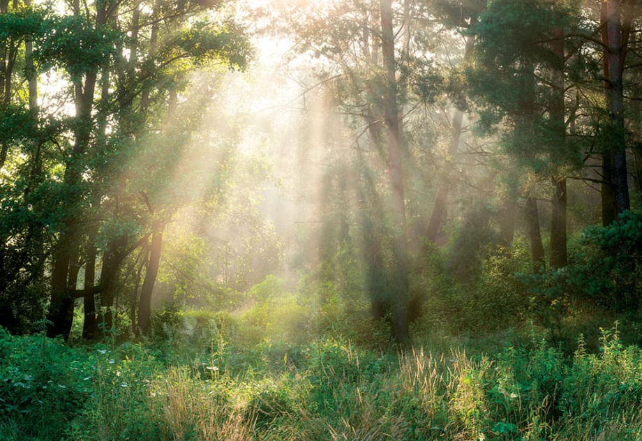 Бесшовная фреска «Рассвет в лесу»