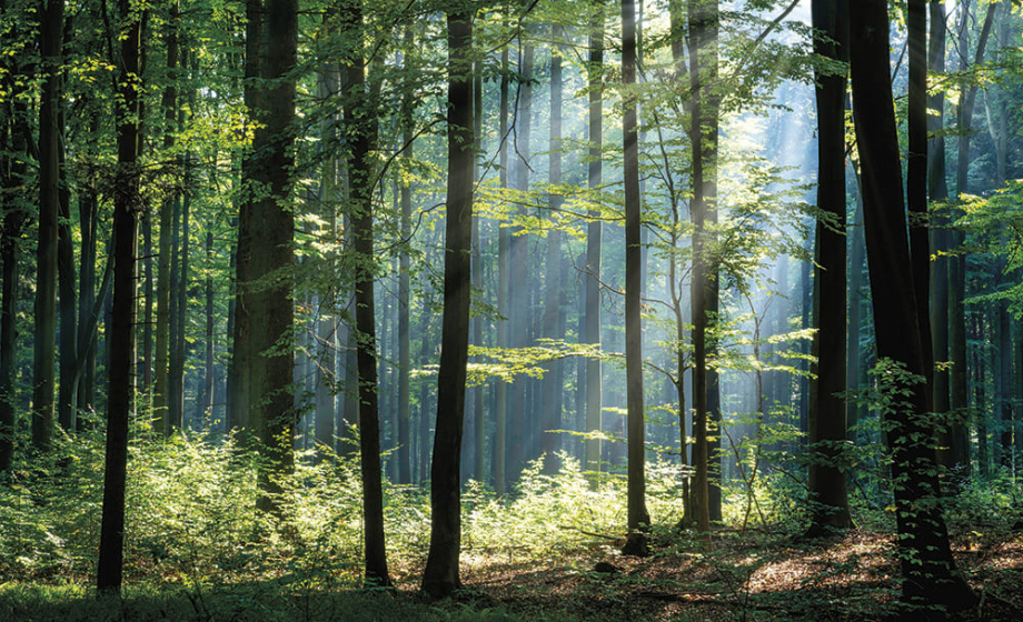 Бесшовная фреска «Зелёный мир: гармония леса и света»