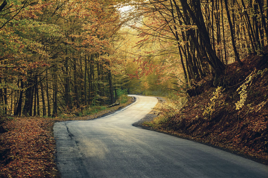 Бесшовная фреска «Осенний лес»