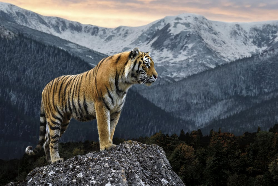 Бесшовная фреска «Царь Уссурийской тайги»