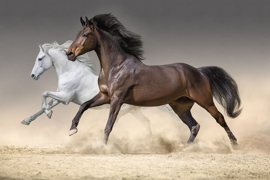 Бесшовная фреска «Песчаная вольность»