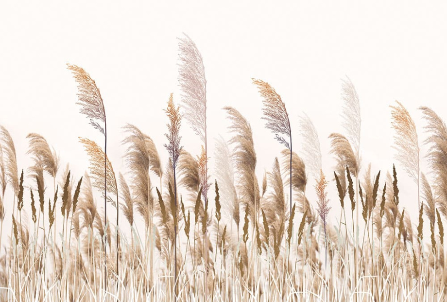 Бесшовная фреска «Пампасная трава»