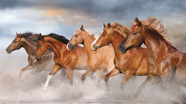 Бесшовная фреска «Дикий ветер»