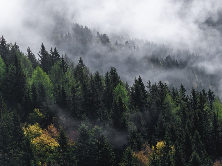 Бесшовная фреска «Туманные горы с елями»