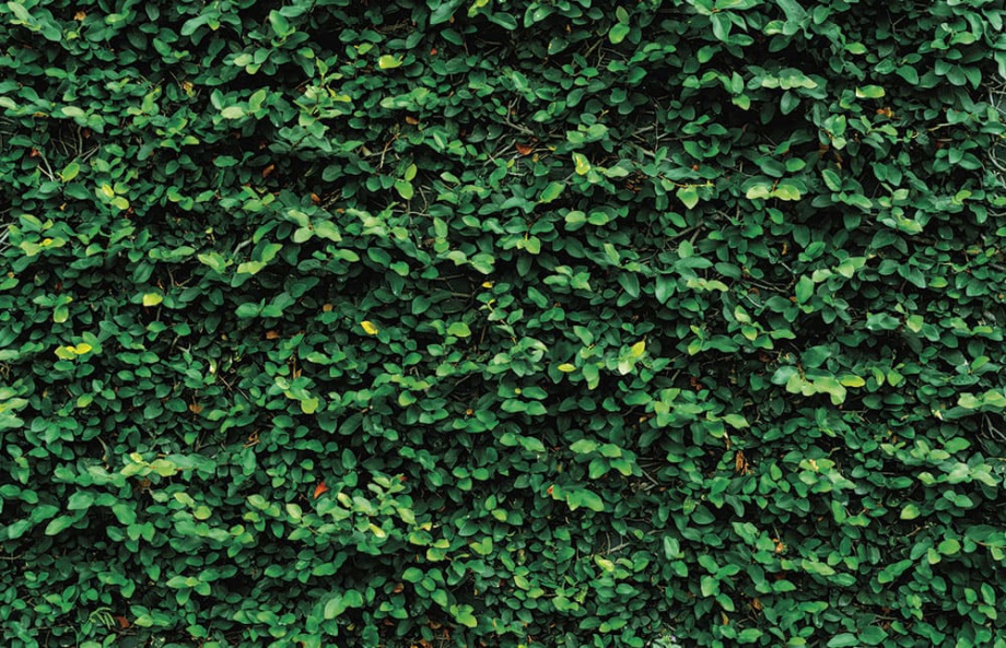 Бесшовная фреска «Зеленый плющ»