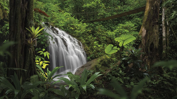 Бесшовная фреска «Водопад в джунглях» Бесшовная фреска «Водопад в джунглях»