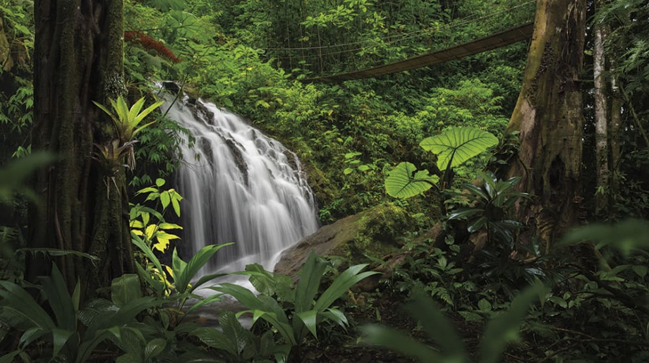 Бесшовная фреска «Водопад в джунглях» Бесшовная фреска «Водопад в джунглях»