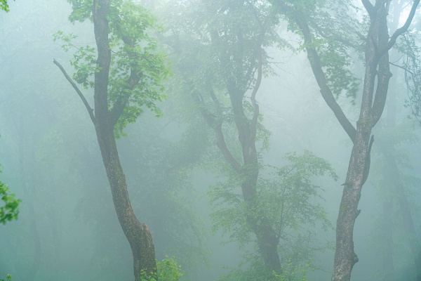 Бесшовная фреска «Тайны туманного леса» Бесшовная фреска «Тайны туманного леса»