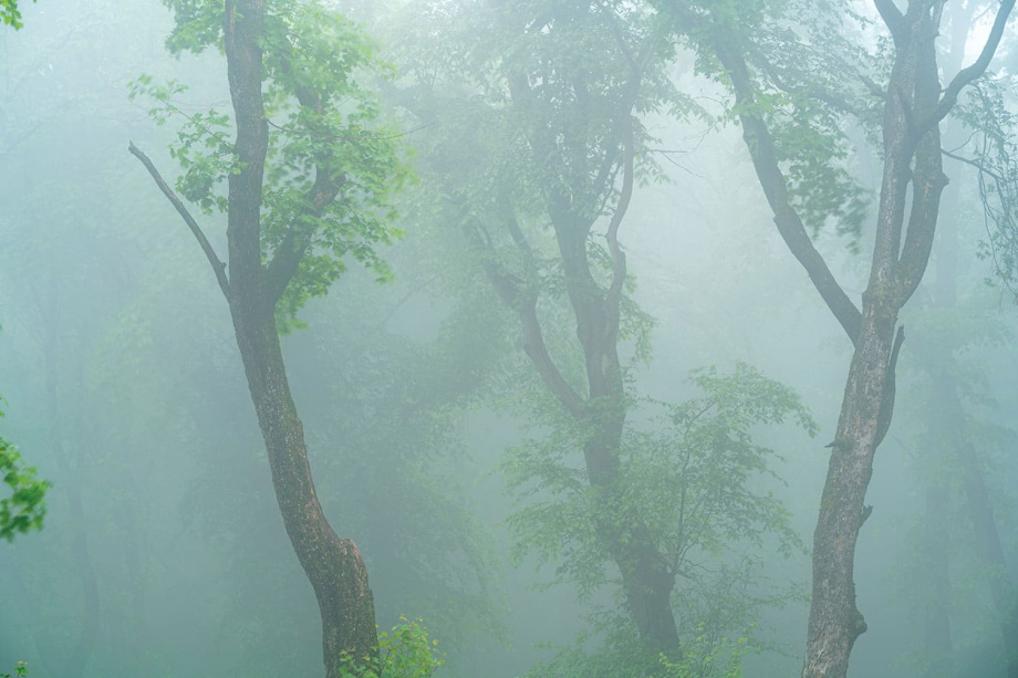 Бесшовная фреска «Тайны туманного леса»