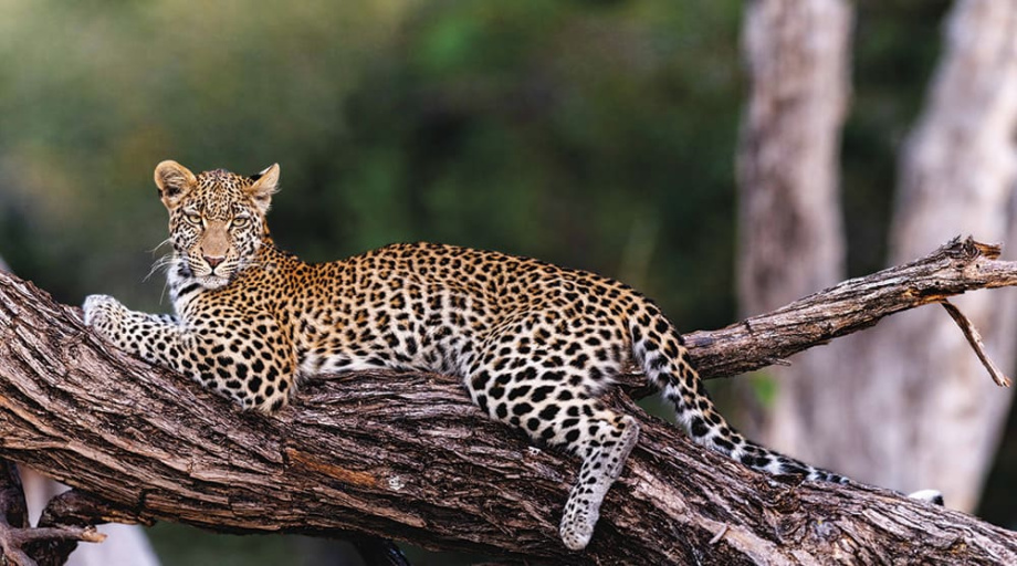 Бесшовная фреска «Леопардовая Грация»