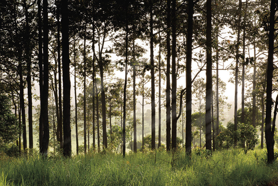 Бесшовная фреска «Сосновый лес»