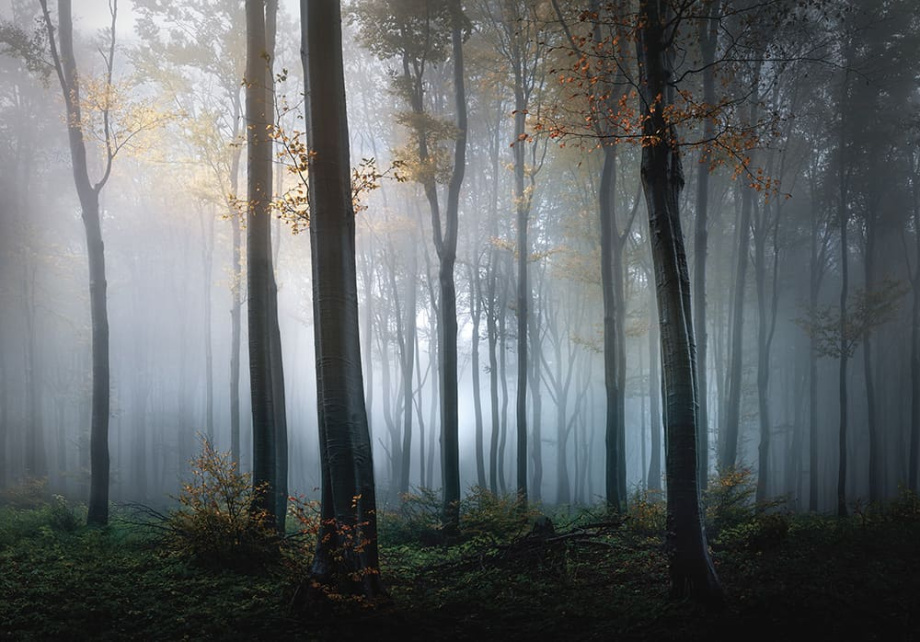 Бесшовная фреска «Дыхание леса»