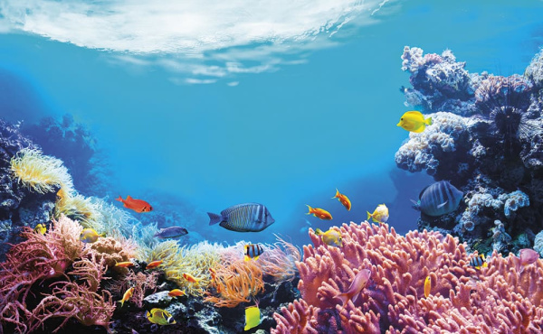 Бесшовная фреска «Тайны кораллового рифа»