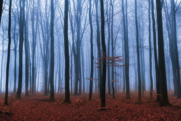 Бесшовная фреска «Буковый лес» Бесшовная фреска «Буковый лес»