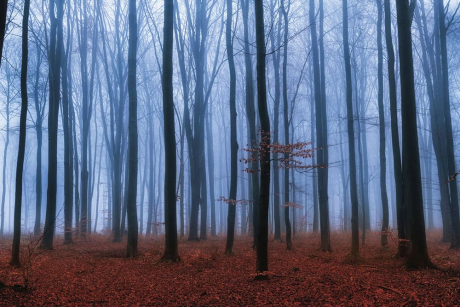 Бесшовная фреска «Буковый лес»