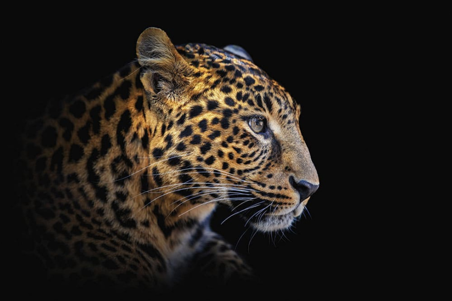 Бесшовная фреска «Призрачный леопард»