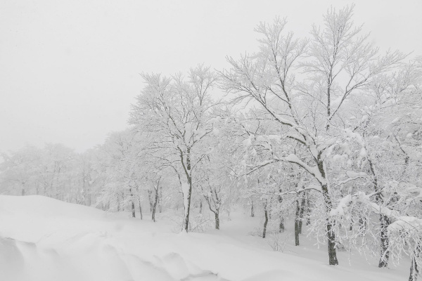 Бесшовная фреска «Зимняя Красота» Бесшовная фреска «Зимняя Красота»