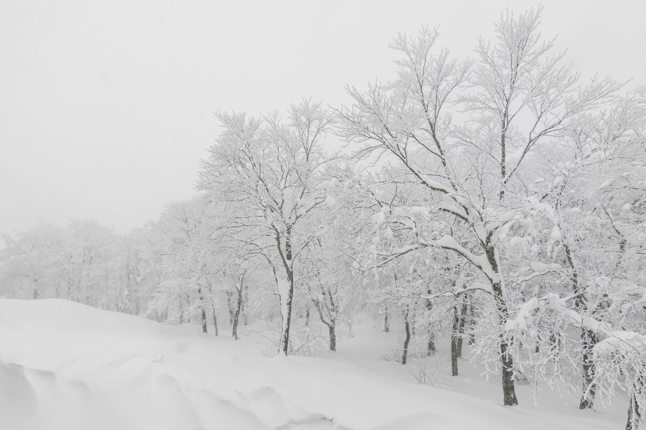 Бесшовная фреска «Зимняя Красота»