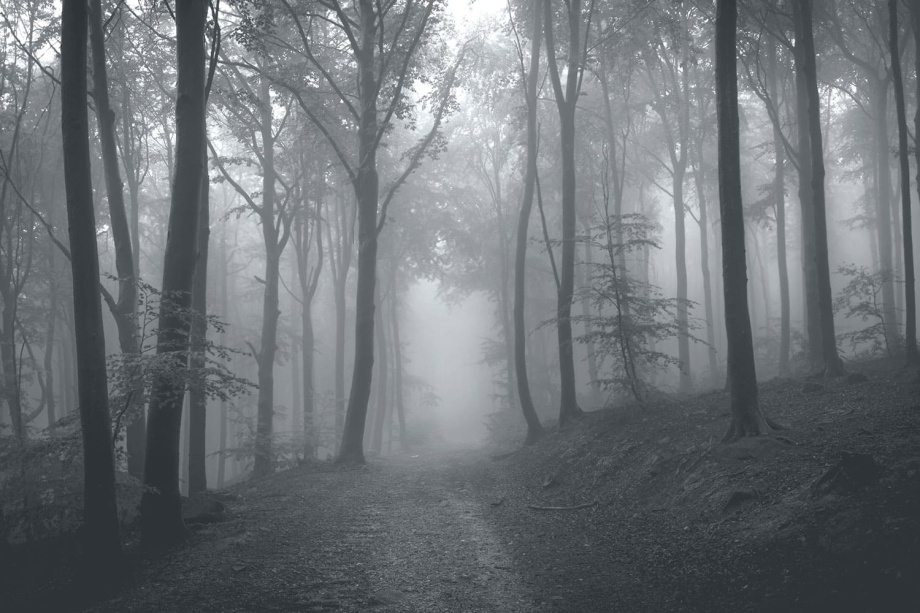 Бесшовная фреска «Горный лес в тумане»