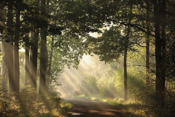 Бесшовная фреска «Лесное Сияние» Бесшовная фреска «Лесное Сияние»
